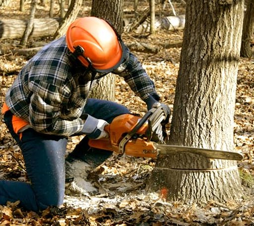 Tree Removal in Woodbridge, VA